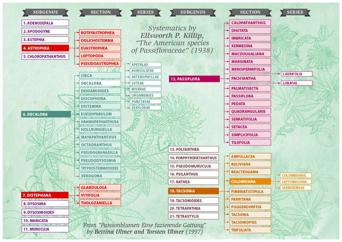 The genus Passiflora, discovery of Passiflora, useful information